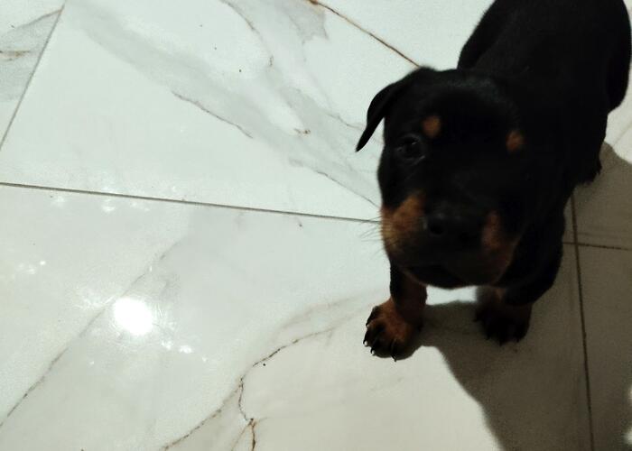 Grajewo ogłoszenia: Oddam dwa szczeniaki piesek i suczka. 
Będą to duże pieski