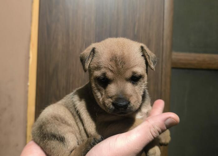 Grajewo ogłoszenia: Oddam pieski w dobre ręce suczki będą do kolanek